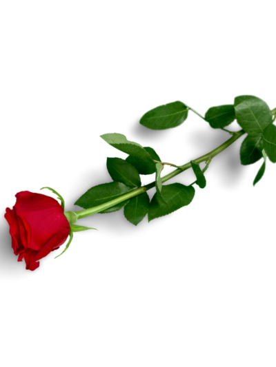Roses Roses